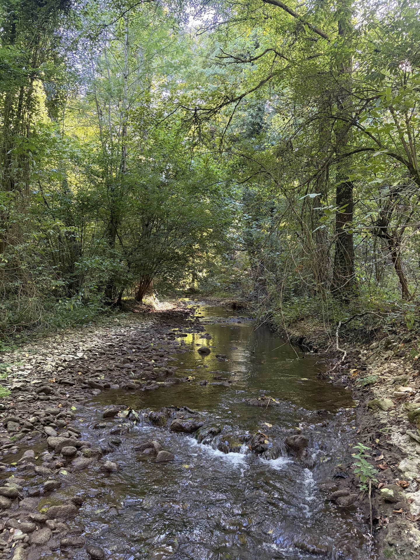A small stream with a stony bed under riparian woodland near Reselets