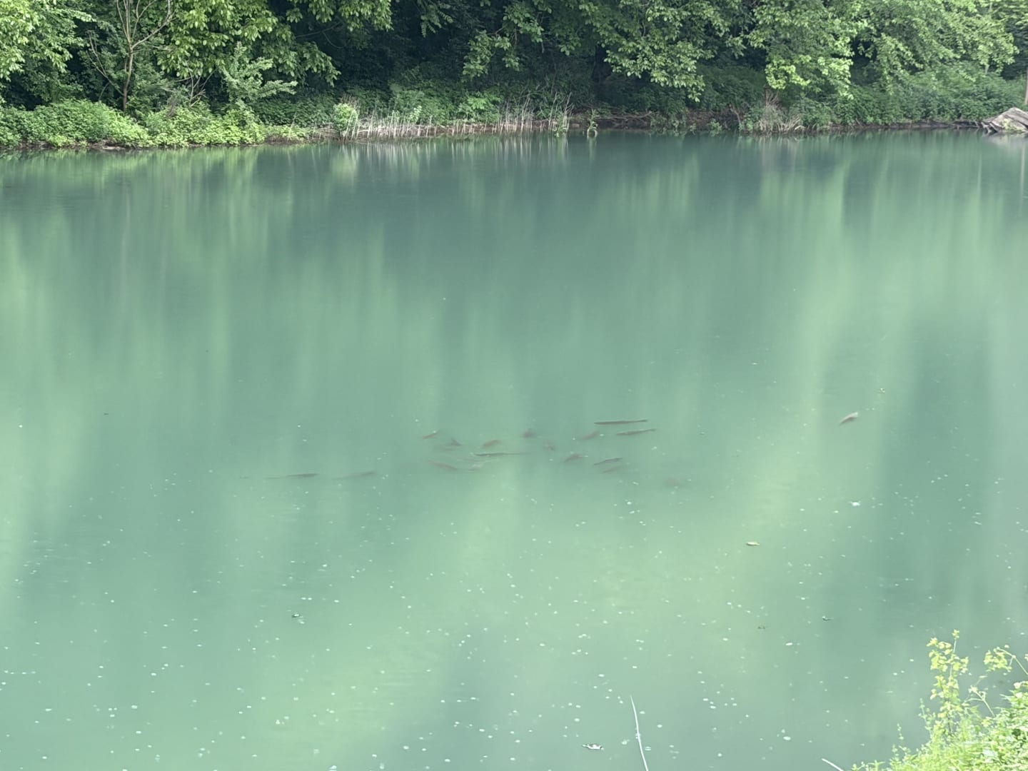 A shoal of small fish near the surface of Reselets reservoir, seen from the shore above