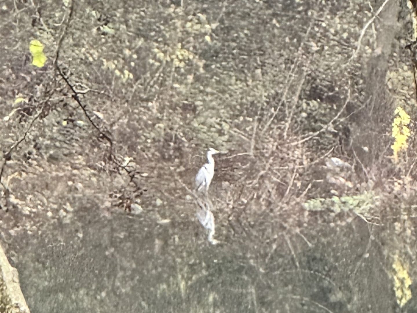 A heron standing on the far shore of Reselets reservoir, reflected in the water