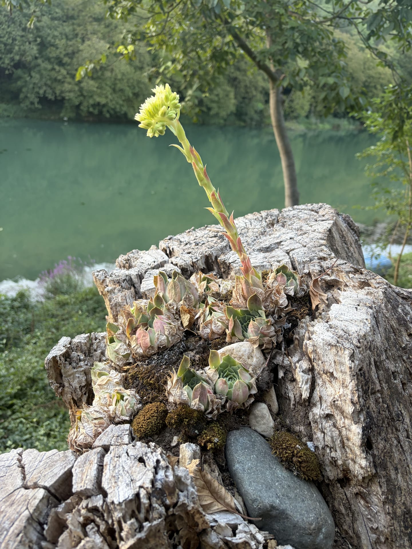 A rosette plant with a flowering stem growing on an old stump by the water of the reservoir