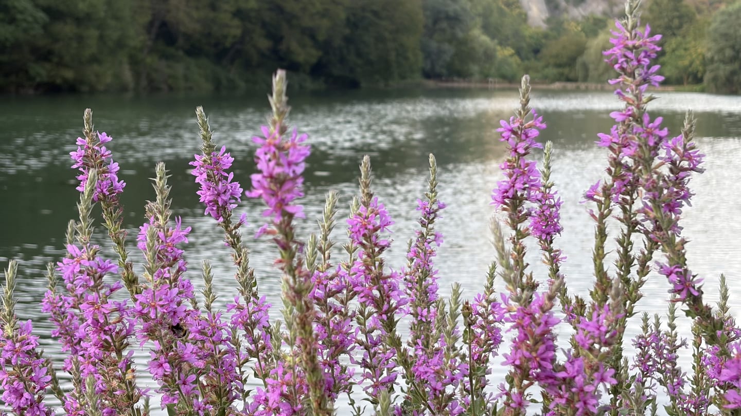 Flowering shoreline vegetation in front of the water of Reselets reservoir